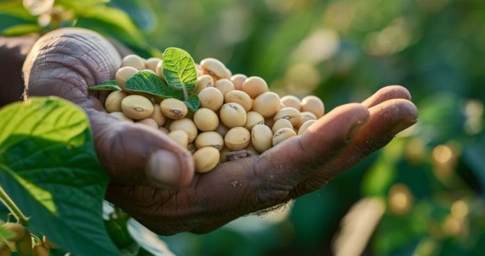 ASFAX, Associação dos Fazendeiros do Vale do Araguaia e Xingu, Advogado João Paulo Brzezinski, joao paulo brzezinski
